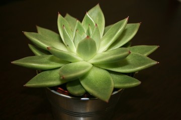 Fototapeta premium Aloe Vera