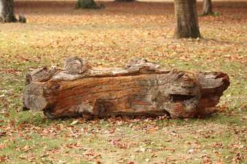 Fototapeta premium autumn walk in the park