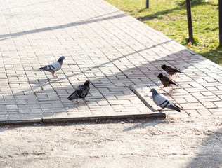 Beautiful pigeon goes to find food
