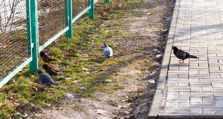 Beautiful pigeon goes to find food