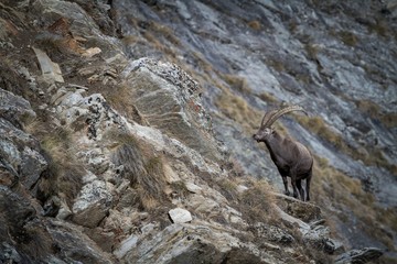 Alpine Ibex, Capra ibex, with rocks in background, National Park Gran Paradiso, Italy. Autumn in...