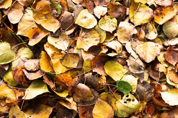Autumn Leaves Background