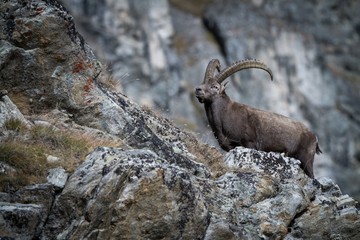 Alpine Ibex, Capra ibex, with rocks in background, National Park Gran Paradiso, Italy. Autumn in the mountain. Magnificent mammal with horns on the rock, herbivorous