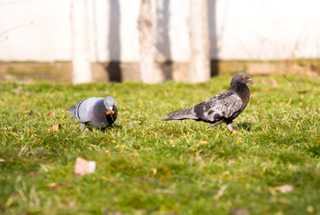 Beautiful pigeon goes to find food