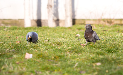 Beautiful pigeon goes to find food