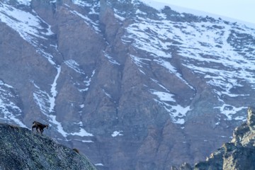 Chamois, Rupicapra rupicapra, on the rocky hill with montain covered by snow, mountain in Gran Paradiso, Italy. Autumn in the mountains. Mammal, herbivorous, wildlife scene