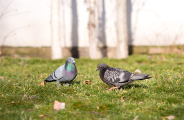 Beautiful pigeon goes to find food
