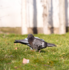Beautiful pigeon goes to find food