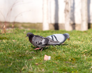 Beautiful pigeon goes to find food