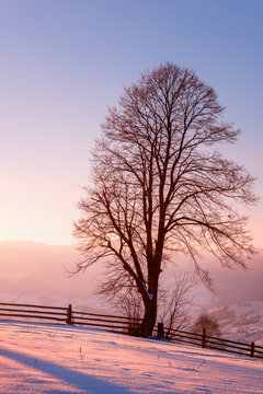 Beautiful winter landscape with single tree in soft sunset light, vertical image