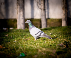 Beautiful pigeon goes to find food