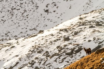Chamois, Rupicapra rupicapra, on the rocky hill with montain covered by snow, mountain in Gran Paradiso, Italy. Autumn in the mountains. Mammal, herbivorous, wildlife scene
