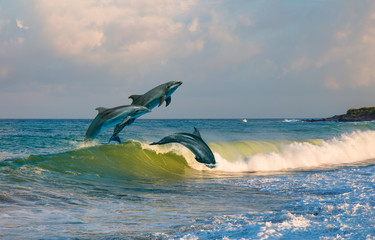 Fototapeta premium Grupa delfinów skoki na wodzie - piękny krajobraz i błękitne niebo
