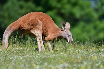 Portrait of a red kangarooo (Macropus rufus) in a grassy meadow © tom