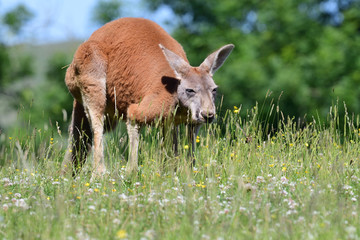 Portrait of a red kangarooo (Macropus rufus) in a grassy meadow © tom
