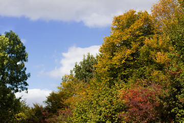 Fototapeta premium Anschnitt von herbstlich gefärbten Bäumen