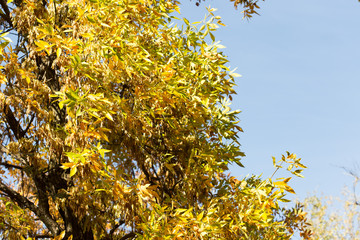 yellow leaves of trees in autumn