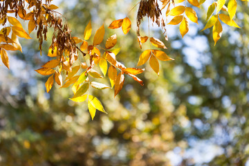 yellow leaves of trees in autumn