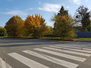 Pedestrian crossing in autumn on sunny day - 228387878