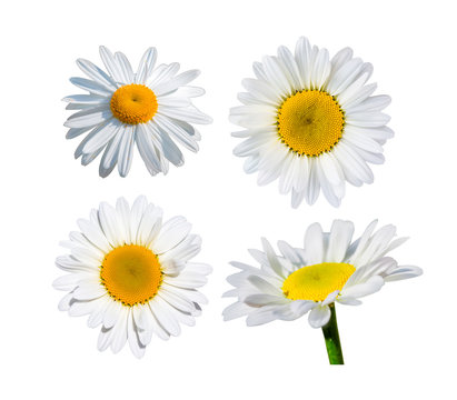 Beautiful daisy flower isolated on white background