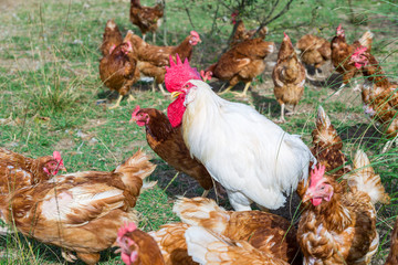 A typical chicken farm in Basque Country