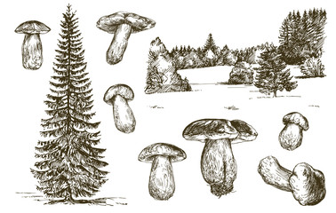 Set of mushrooms. Hand drawn vector illustration.
