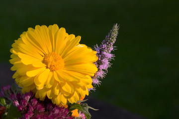 Herbstblumenstrauß im Sonnenschein