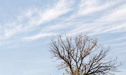 Fototapeta na wymiar Branches of tree against clear blue sky