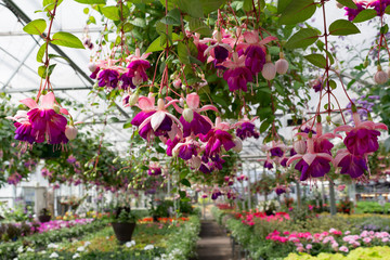 Fototapeta na wymiar Greenhouse Flowers and Hanging Baskets