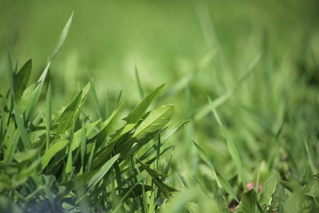 Green motley grass texture