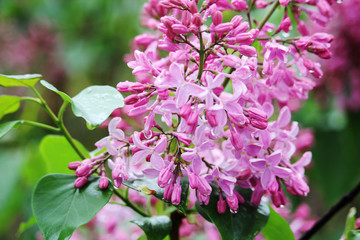 A branch of lilac after rain