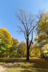 Fototapeta premium Autumn trees and blue sky