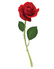 Red Rose isolated on white, vector 3d illustration - 228389448