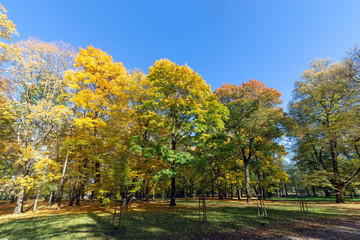 Autumn trees and blue sky