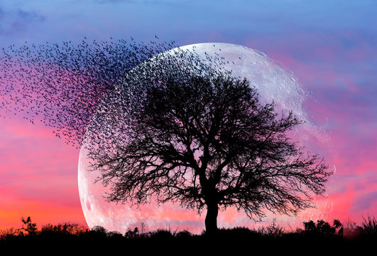 Silhouettes of flying birds and dead tree at sunset "Elements of this image furnished by NASA "