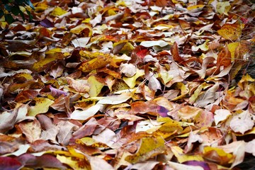 autumn leaves background