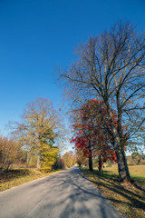 Autumn scene with road and trees