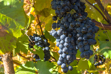 The ripe bunch of blue grapes hangs on a bush in the autumn. Close-up. Viticulture.