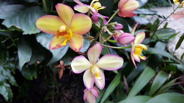 a cluster of blooming orchid flowers
