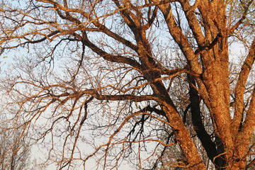 Winter tree branches at sunset light