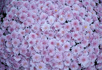 Rosarote Chrysanthemen