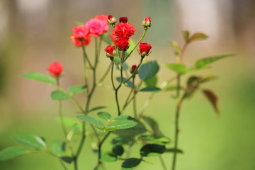 Tiny roses in a garden