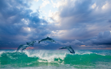 Group of dolphins jumping on the water - Beautiful seascape and blue sky