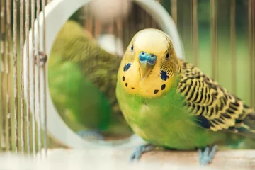 Foto op Aluminium Papegaai Green budgerigar parrot close up sits in cage. Cute green budgie.