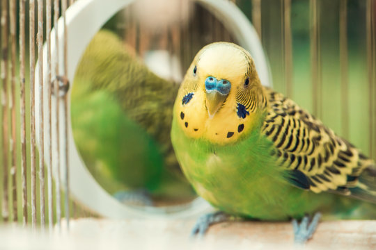 Fototapeta Green budgerigar parrot close up sits in cage. Cute green budgie.