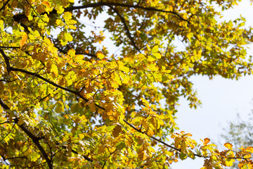 yellow leaves of trees in autumn