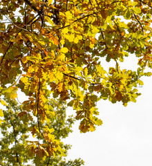 yellow leaves of trees in autumn