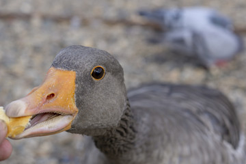 Man feeding the greylag goose near river elbe (Anser anser)