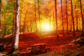 Autumn landscape in (seven lakes) Yedigoller Park Bolu, Turkey
