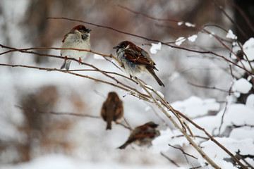 Sparrows in a park during winter season, Moscow
